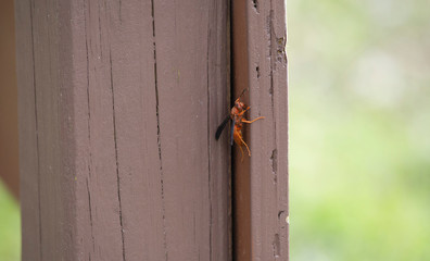 Red Wasp Flying around Sign Post