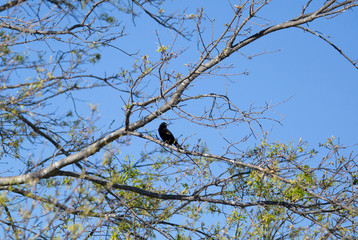 Red-Winged Blackbird