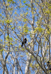 Red-Winged Blackbird