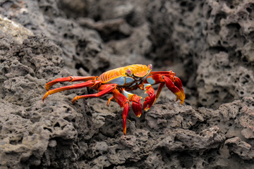 Sally Lightfoot Crab