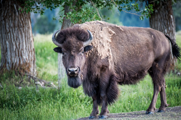 Buffalo standing
