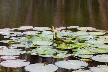  Botanical Garden of Rio de Janeiro Brazil