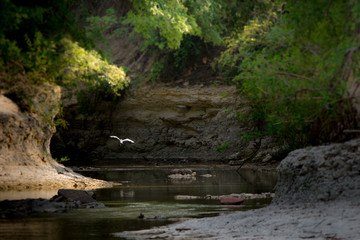 Naklejka na ściany i meble Egret flight in cove over creek