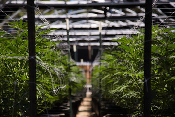 California cannabis cultivation at its finest. A close up of the marijuana farm industry. Beautiful...