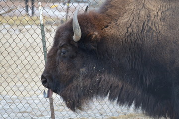 Bison in the outdoors