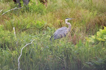 Fototapeta premium Great blue heron