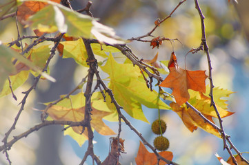 autumn leaves on tree