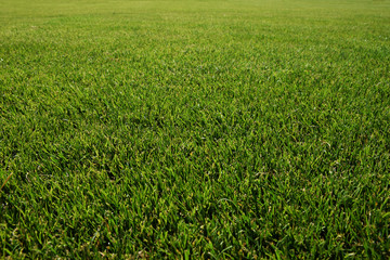 Obraz premium Green grass field background texture