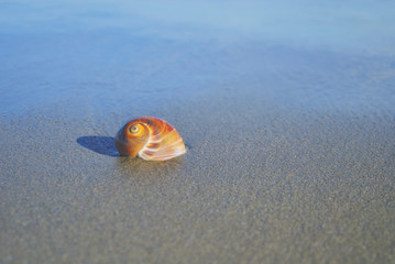 貝殻　砂浜　素材