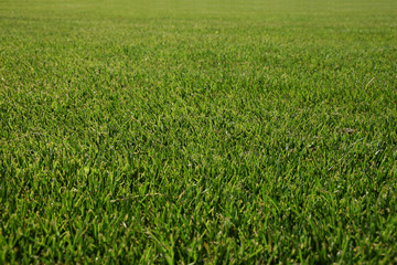 Green grass football hockey field background texture