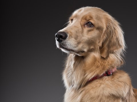 Golden retriever portrait2