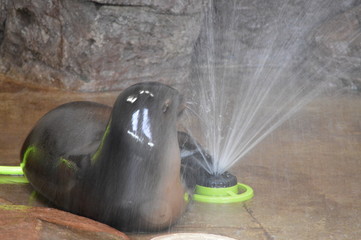 Seal playing with a sprinkler