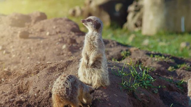 Meerkat guarding and looking for birds whilst another meerkat is digging a hole. 4K UHD.