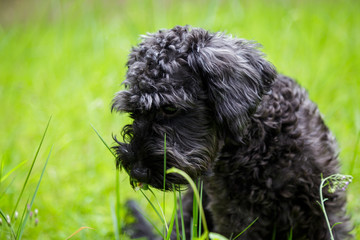 Fototapeta premium adorable cute puppy sit on grass. 