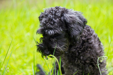 Fototapeta premium adorable cute puppy sit on grass. 