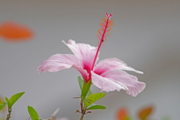 pink Hibiscus