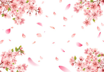 Cherry blossom sakura frame on white background