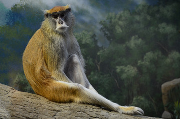 Patas monkey sitting on a tree