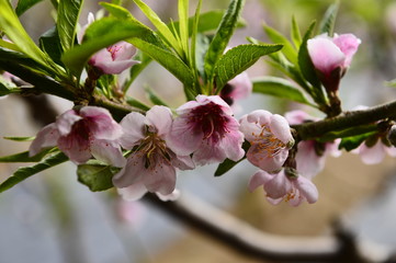 In full bloom in the peach blossom