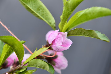 In full bloom in the peach blossom