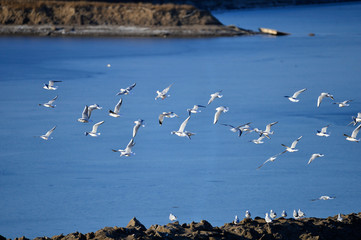 The birds of the sea