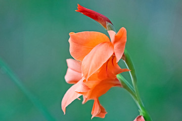 Orange gladiolus close up