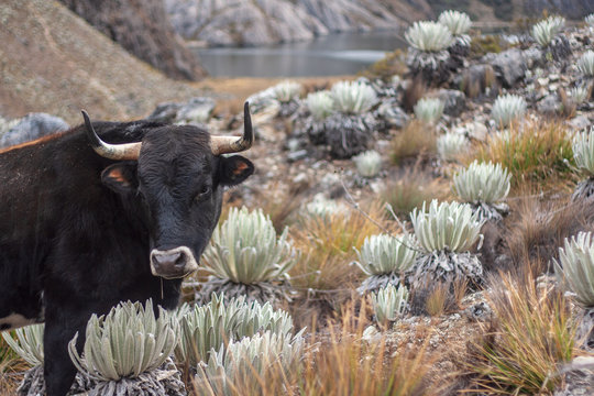 Sierra Nevada National Park. Venezuela.