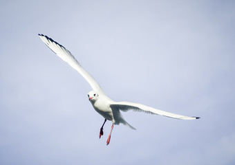 Laridae - seagull family birds