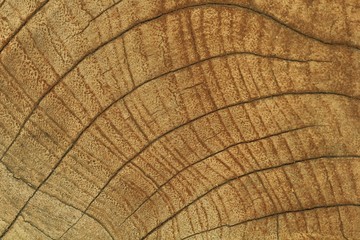 Cut of old trunk is photographed closely. Tree timber texture for background.