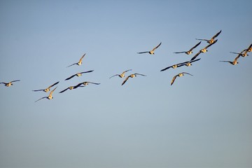 Flock of Canada geese (Branta canadensis) in flight against blue sky, a large wild goose species with a black head and neck, white cheeks, white under its chin, and a brown body, in Winter over Denver