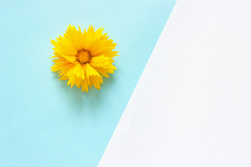 One yellow Coreopsis flower on white and blue paper background Minimal style Copy space Template for lettering, text or your design Creative Top View