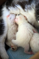 Newborn cute kitten sucks milk from mother