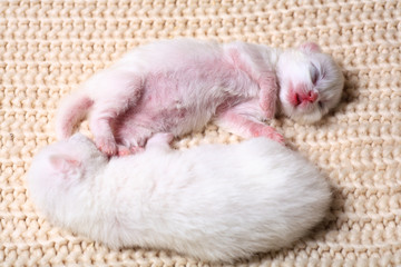 White Newborn kittens sweetly scratching