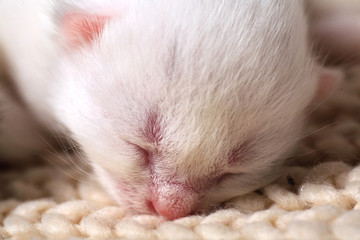 White Newborn kittens sweetly scratching