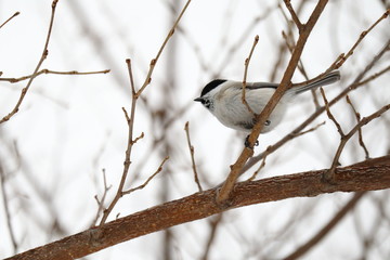 木の枝にとまるハシブトガラ