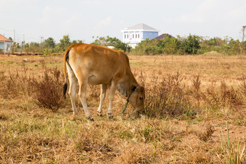 Cow in rural.