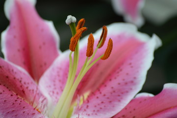 Stargazer lily in the garden