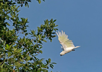 Cockatoo in flight