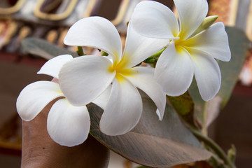 plumeria against blue sky