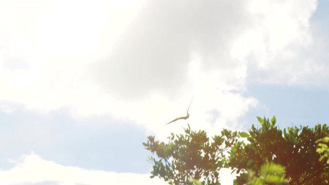 Magnificent Frigatebird soaring through heavenly sky in Caribbean