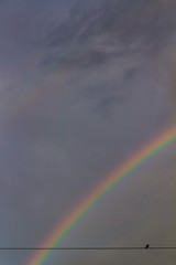 Small birds on lines of electric power. Great storm behind and a rainbow.