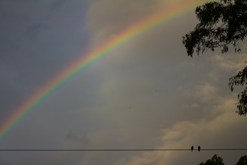Small birds on lines of electric power. Great storm behind and a rainbow.