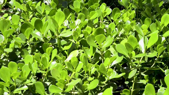 Beautiful close up of the Clusia fluminensis ornamental plant on a garden on sunny day. Panoramic plane shift