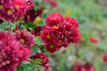 Obraz premium 関崎の菊