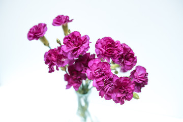 Purple Carnation in glass vase Isolated on white background