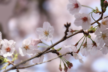桜、アップ、バックグラウンド