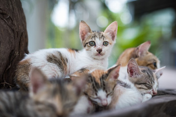 Fototapeta na wymiar cat mom and small kitten