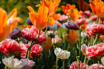 Beautiful flowerbed full of blooming tulips and peonies at the Frederik Meijer Gardens in Grand Rapids Michigan