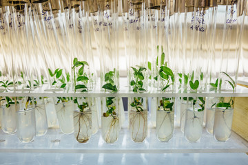 Cloned gene modified micro plants in test tubes with nutrient medium. Micropropagation technology...