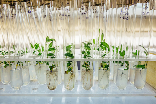 Cloned gene modified micro plants in test tubes with nutrient medium. Micropropagation technology in vitro